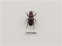 藏品(姬深山鍬形蟲)的圖片